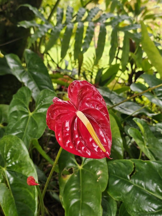 Red anthurium beneath tree ferns