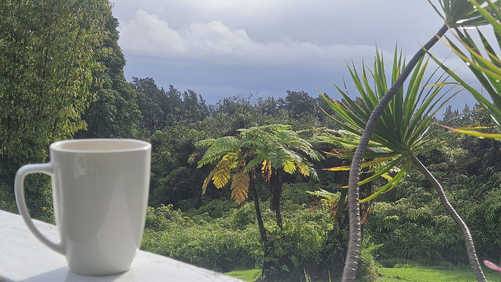 Morning coffee on the lanai looking over tree ferns