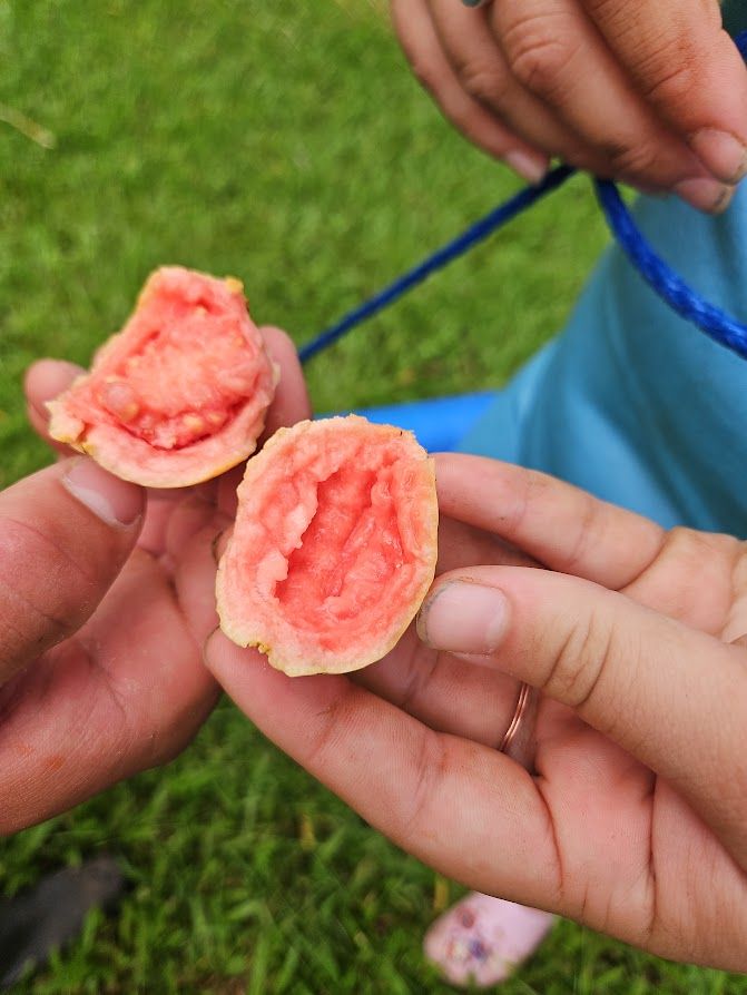 Fresh-picked pink guava, split open