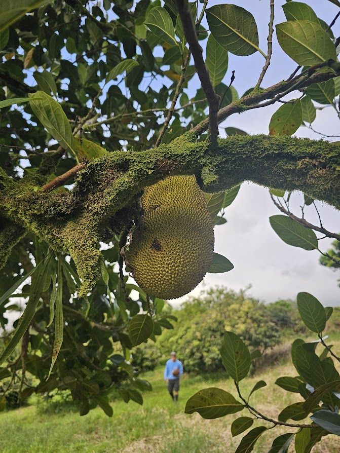 Jackfruit hanging from a mossy branch