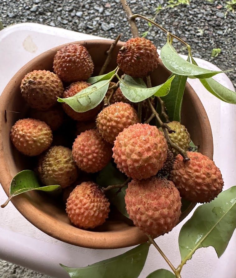 A bowl of fresh-picked lychee