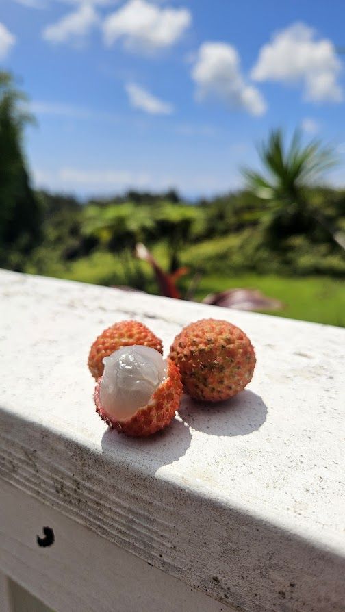 Fresh lychee on the lanai rail