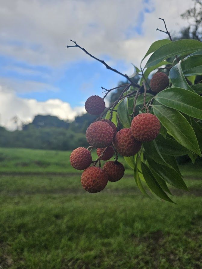 Lychee ripening on the farm