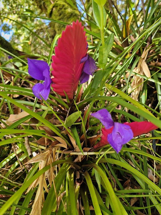 A pink and purple bloom in the garden